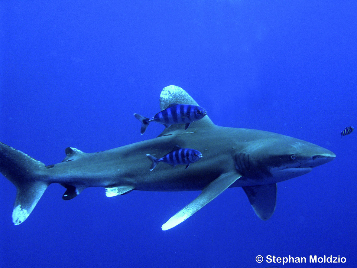 CAR1 Carcharhinus longimanus PB241595.jpg